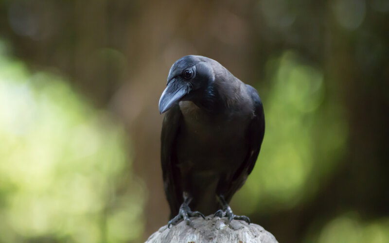 Black Crow on Log — Natural