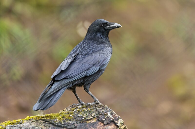 Black Crow on Log