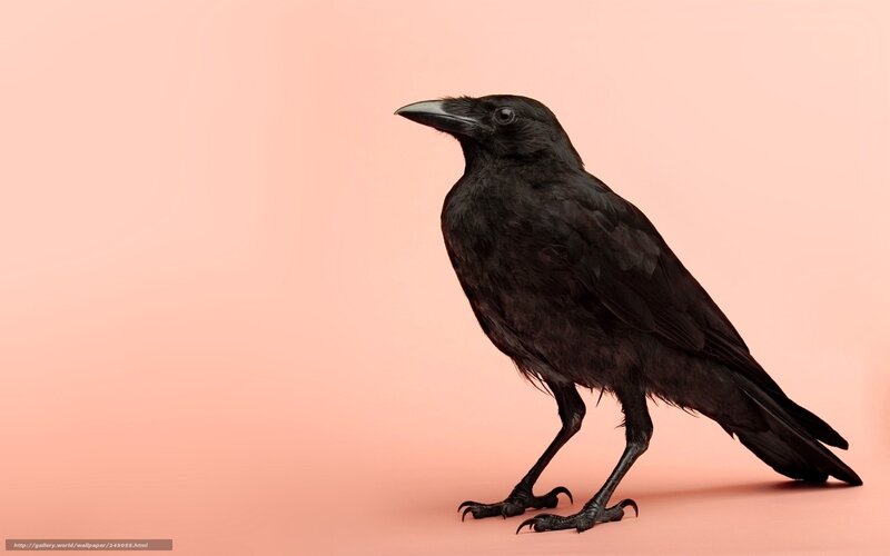 black crow on pink background