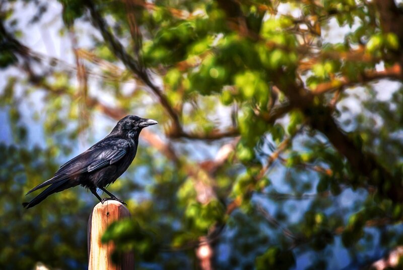 Black Crow on Post — Calm, Afternoon