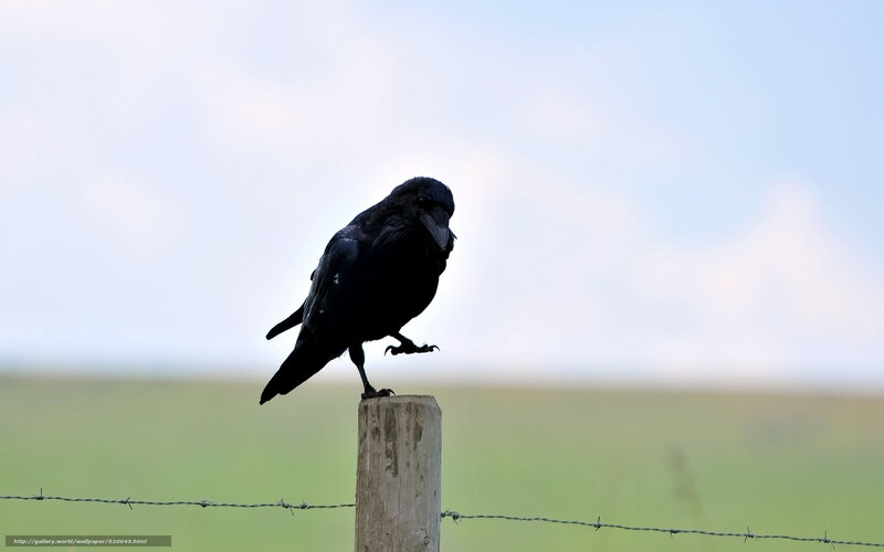Black Crow on Post — Calm