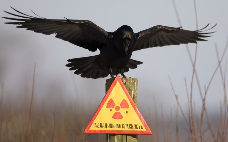 Black Crow on Post — Dramatic, Photograph