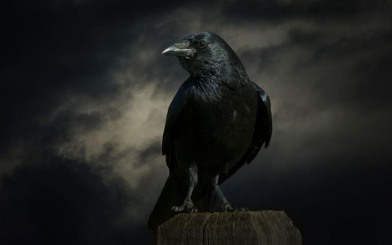 Black Crow on Post — Dramatic