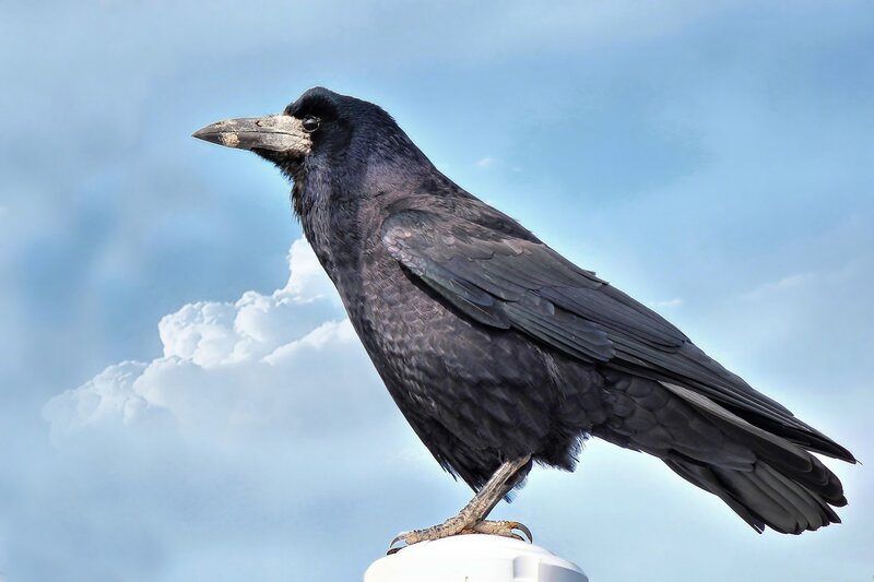 Black Crow on Post