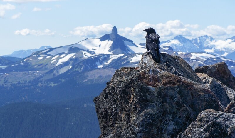 Black Crow on Rock — Gray