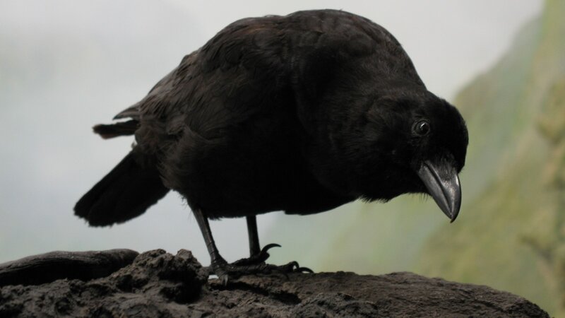 Black Crow on Rock — Neutral