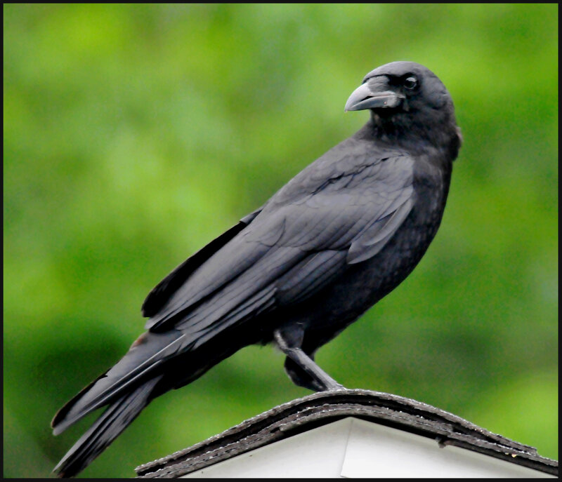 black crow on roof