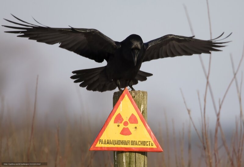 Black Crow on Sign