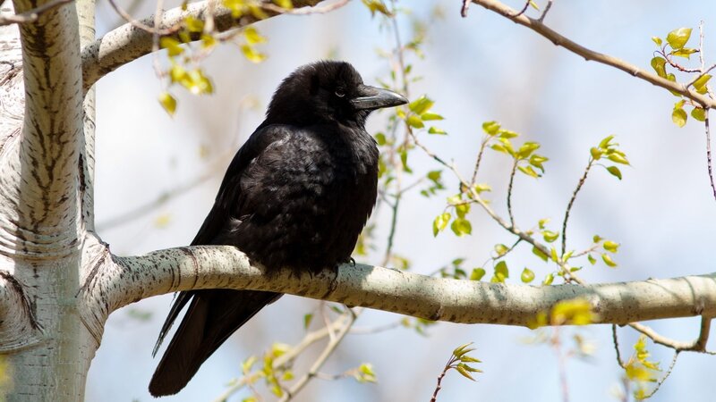 black crow on tree branch