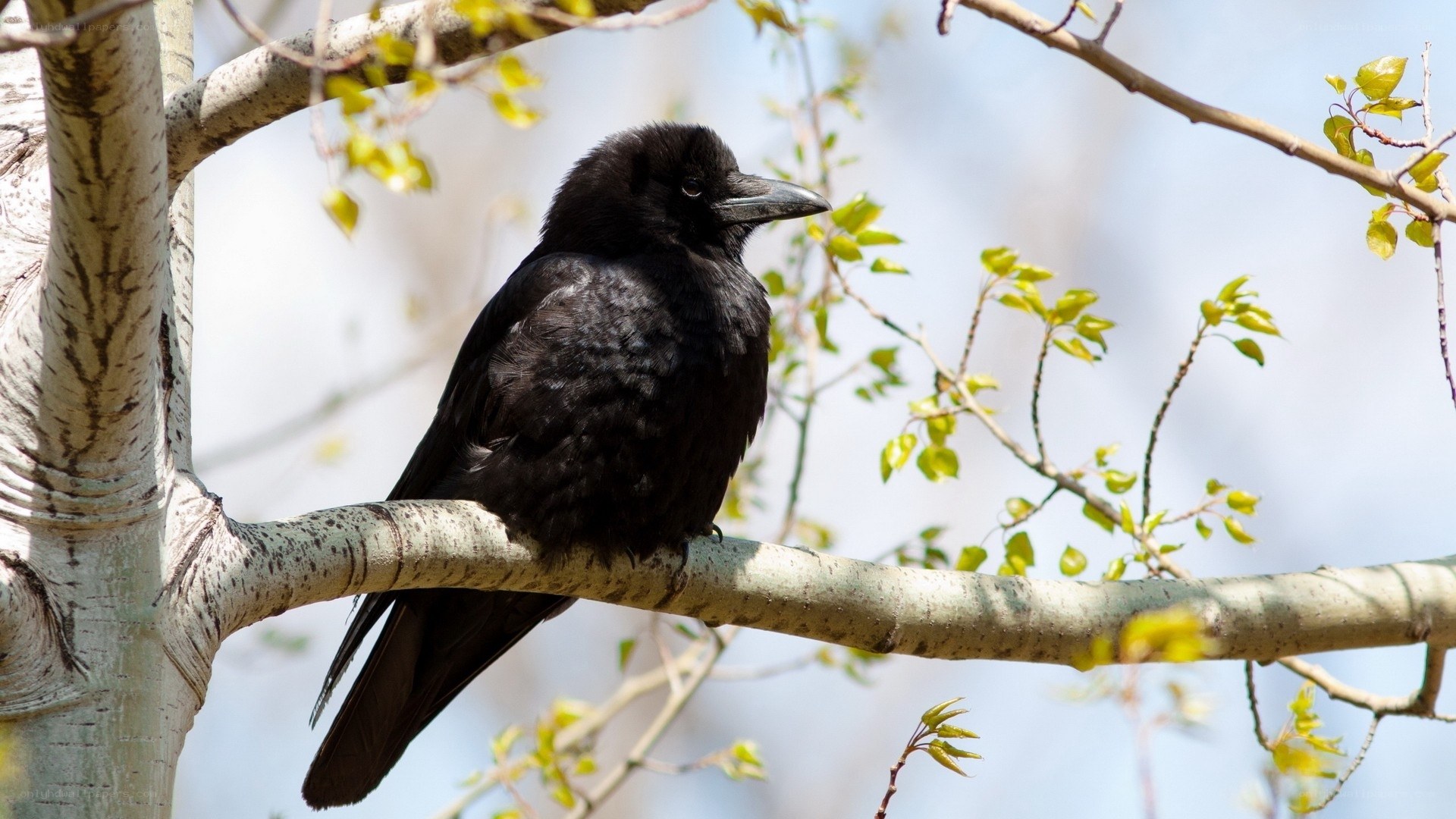 black crow on tree branch