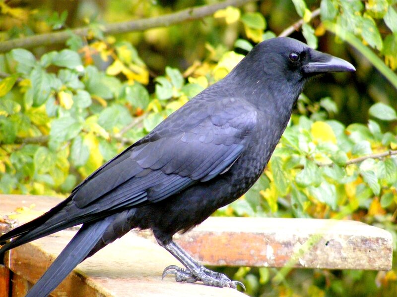 black crow on wooden surface