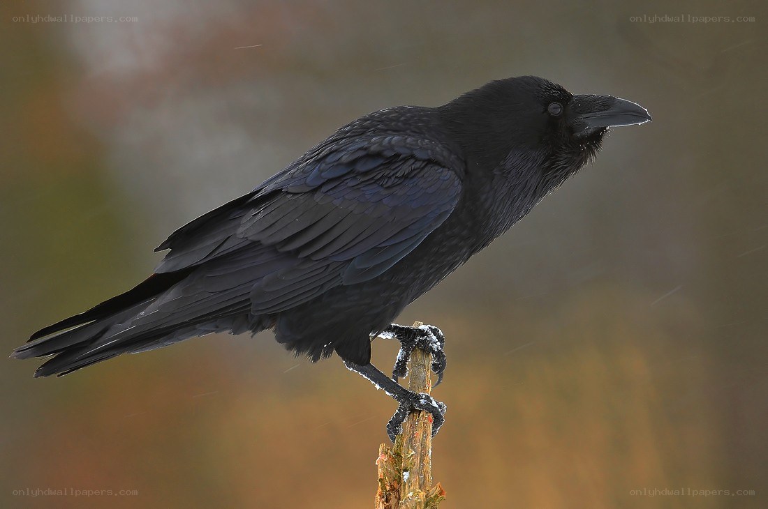 Black crow perched on a branch