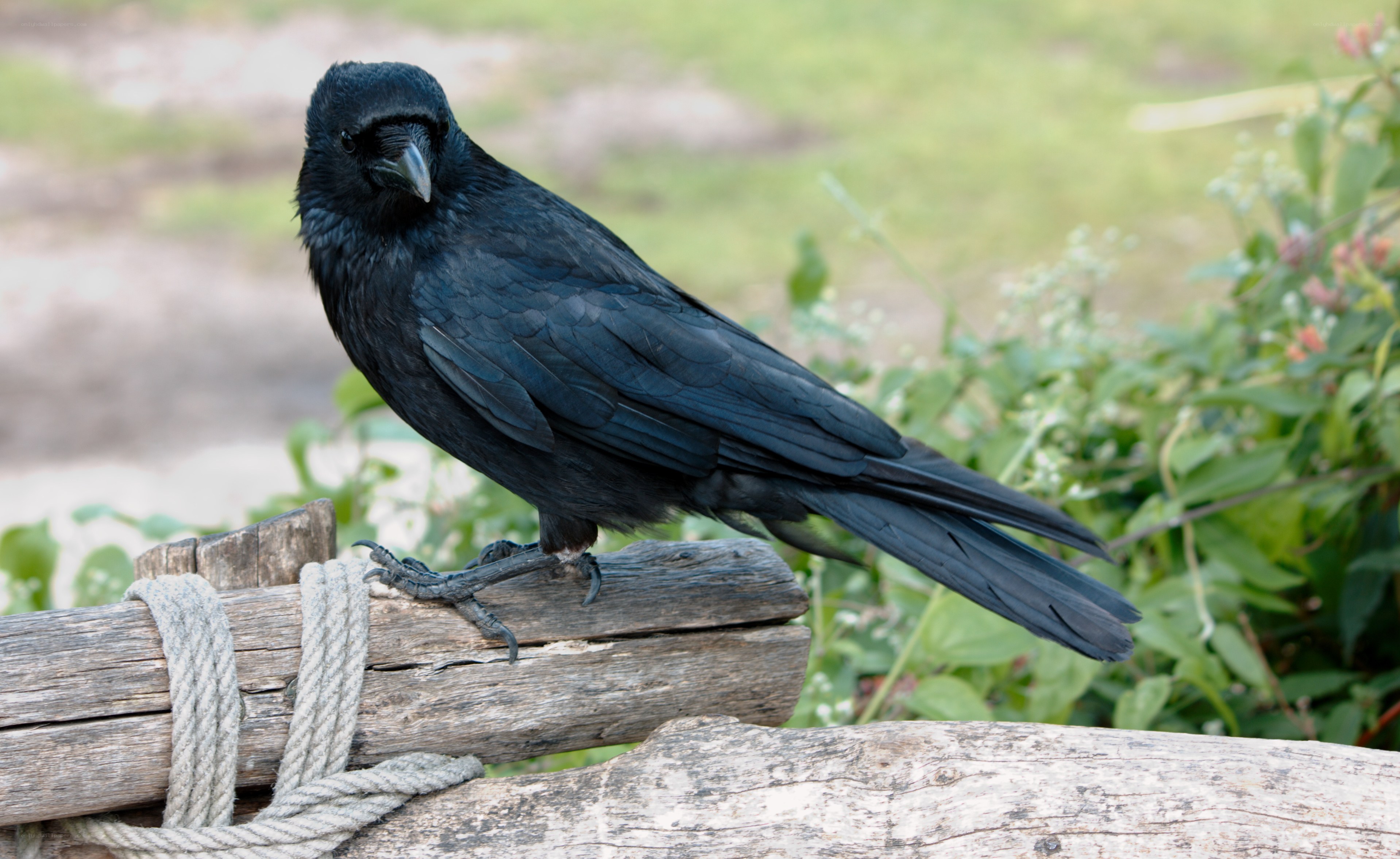black crow perched on wood