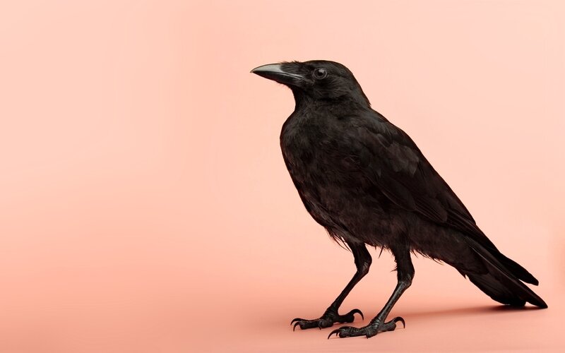 Black Crow Standing — Neutral