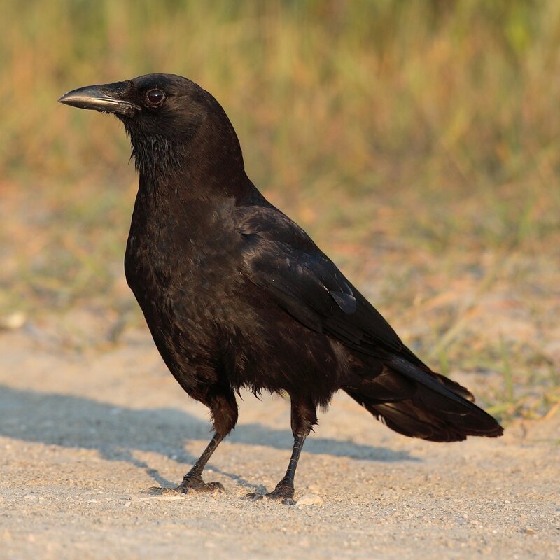 black crow standing on ground