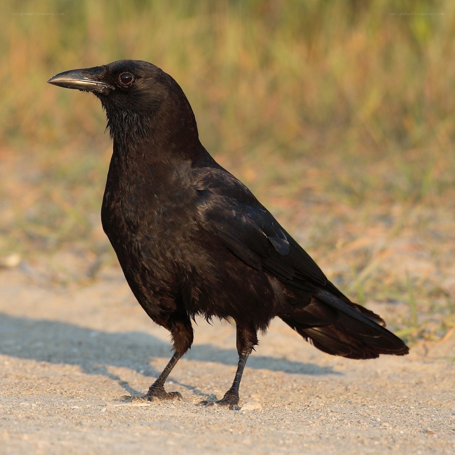black crow standing on ground