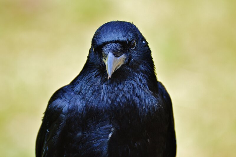 Black Crow