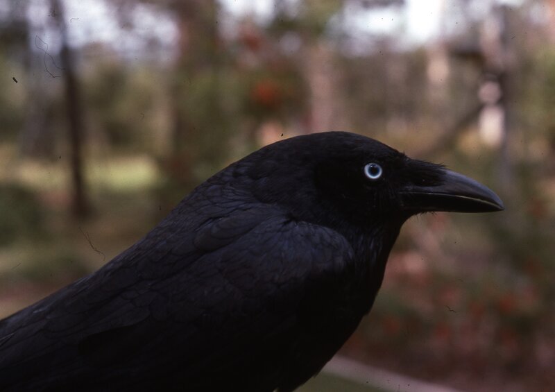 Black Crow with Blue Eye