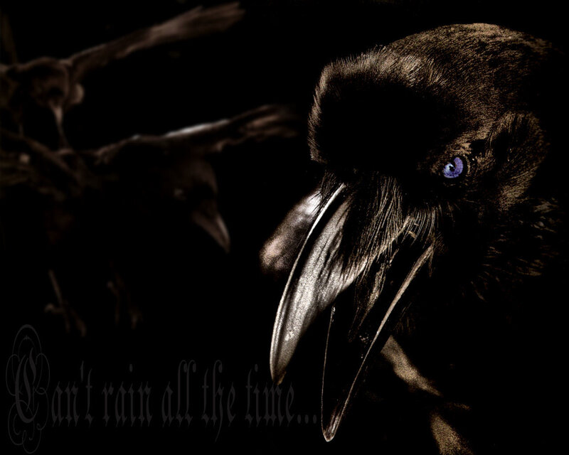 Black Crow with Blue Eyes