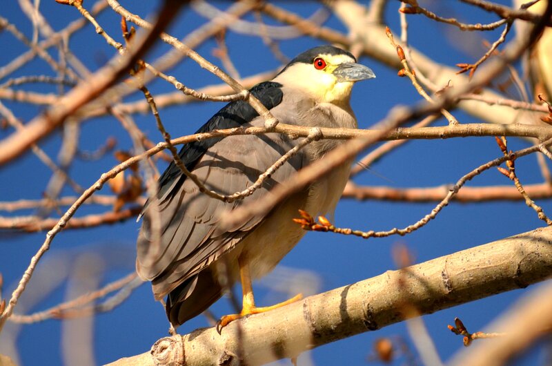 Black-crowned Night Heron — Blue, Calm