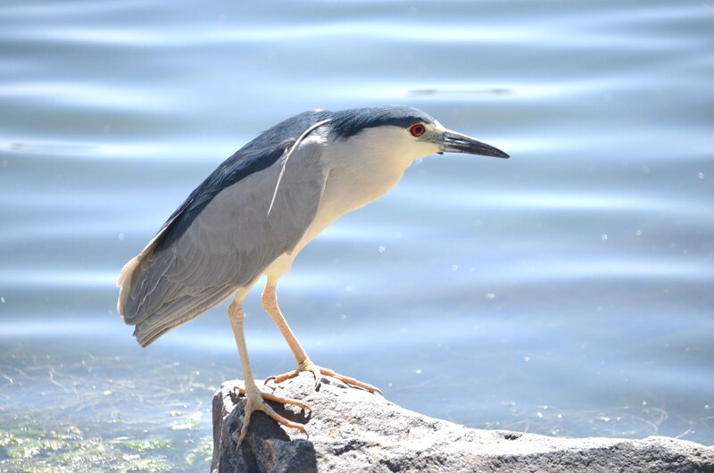 Black-crowned Night Heron — Blue, Serene