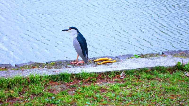 Black-crowned Night Heron — Blue