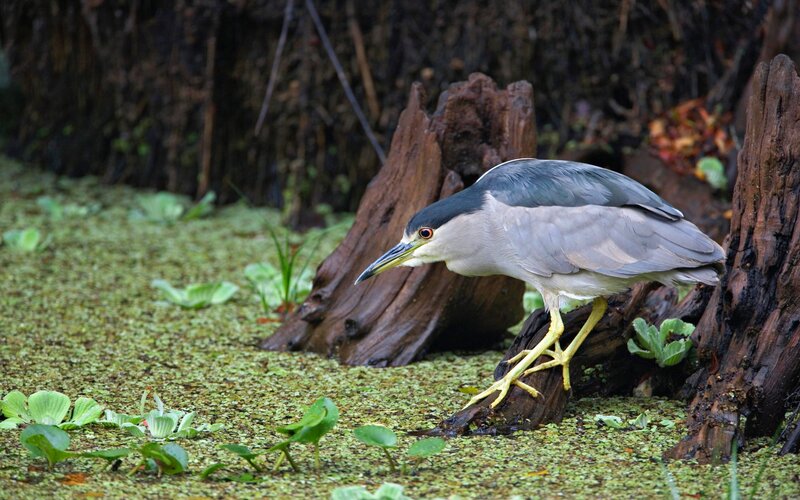 Black-crowned Night Heron — Green, Natural, Afternoon, Photograph