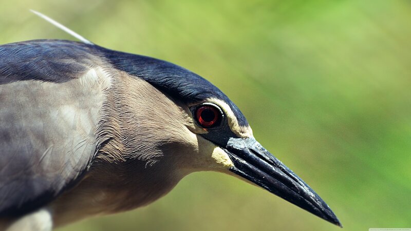 Black-crowned Night Heron — Green, Natural, Afternoon