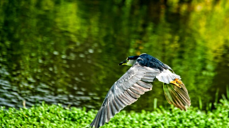 Black-crowned Night Heron — Green, Natural