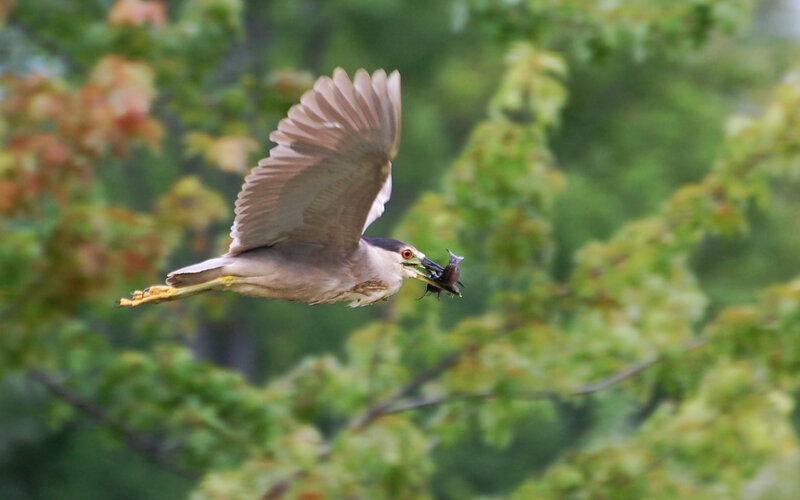 Black-crowned Night Heron — Green