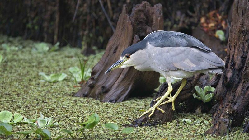 Black-crowned night heron in swamp