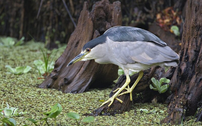 Black-crowned night heron in swamp