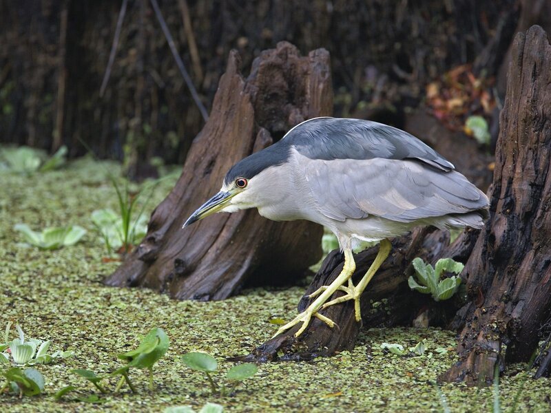 Black-crowned night heron in swamp