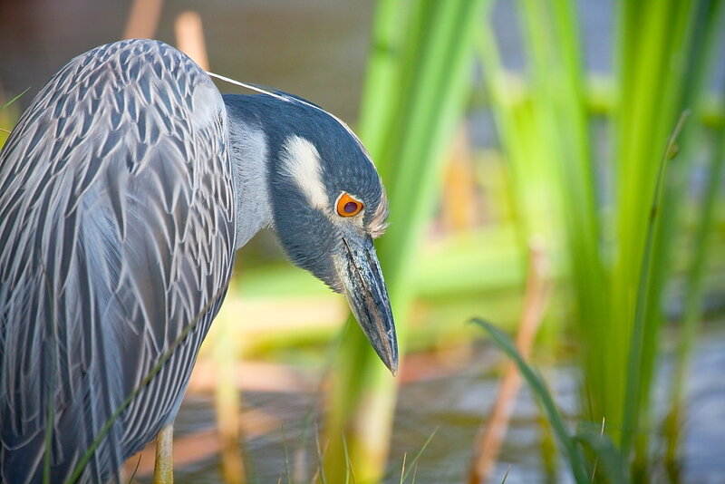 Black-crowned Night Heron