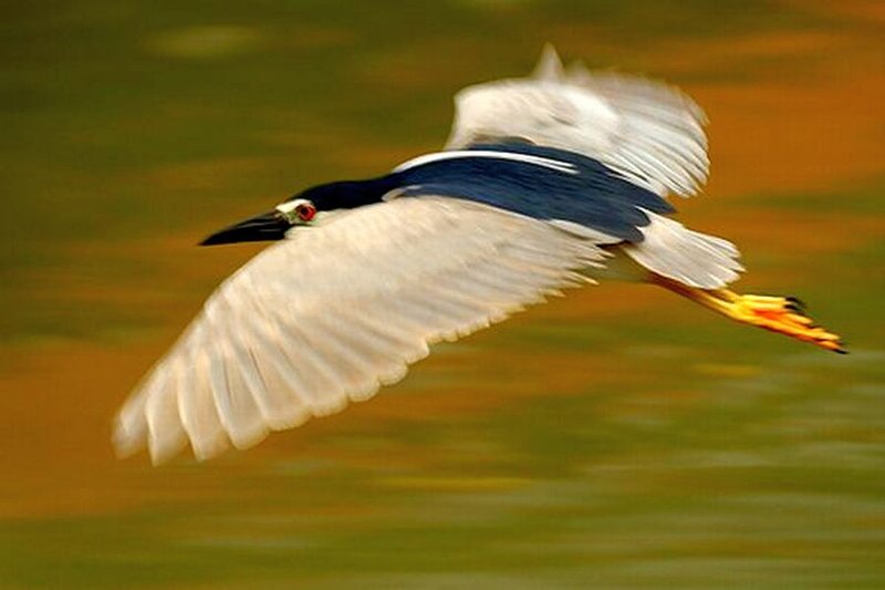 Black-crowned Night Heron — White