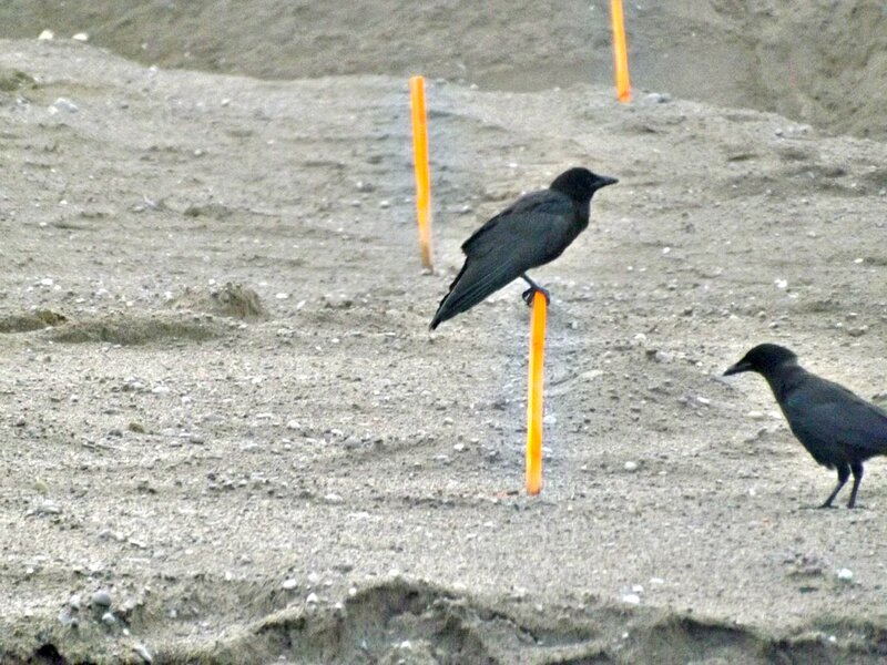 Black Crows on Sand
