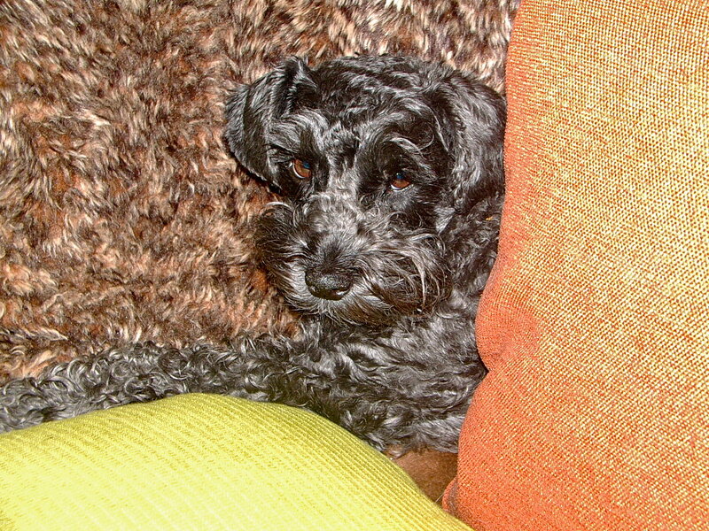 Black Curly-haired Dog — Brown