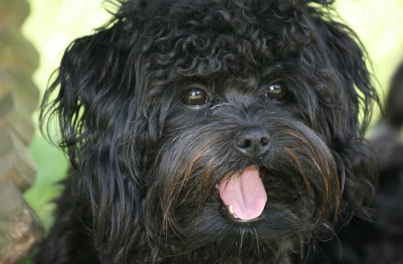 Black Curly-haired Dog — Calm