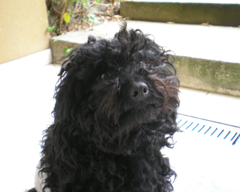 black curly-haired dog