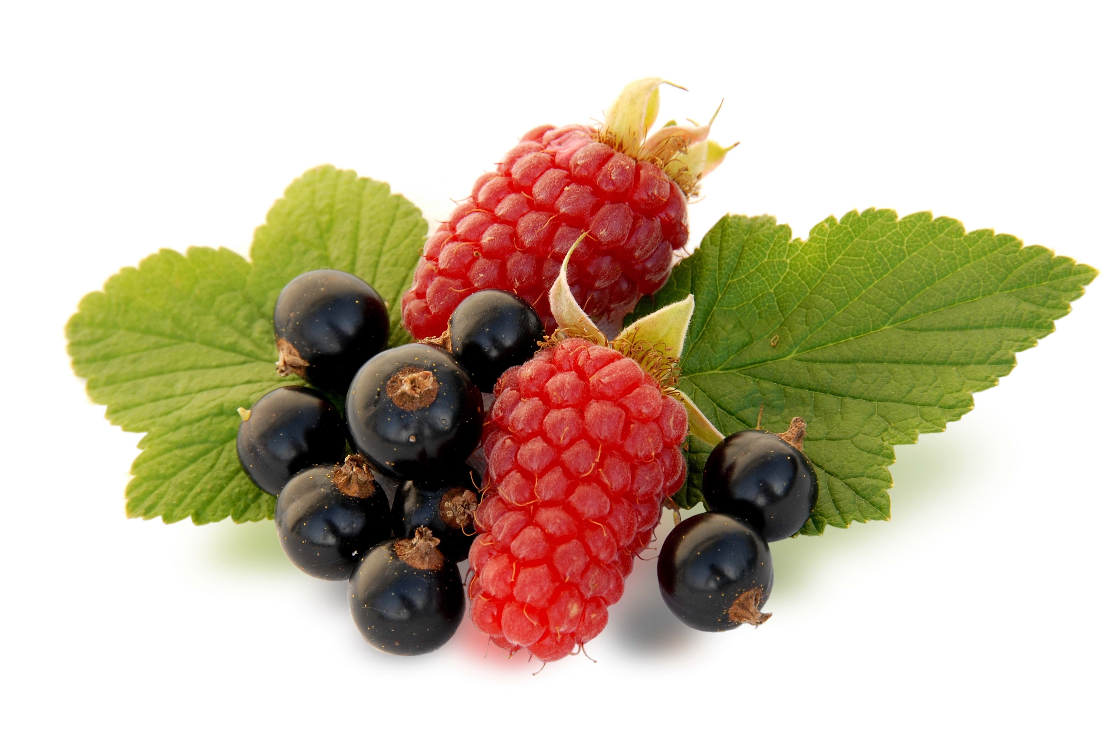 black currants and raspberries