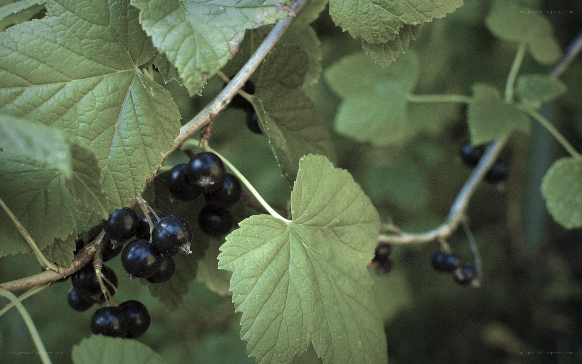 black currants on a bush