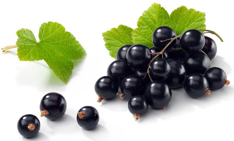 Black Currants with Leaves