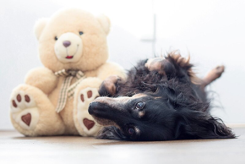 Black Dachshund Dog