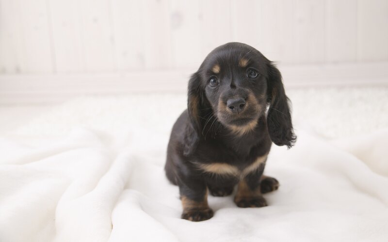 black dachshund puppy