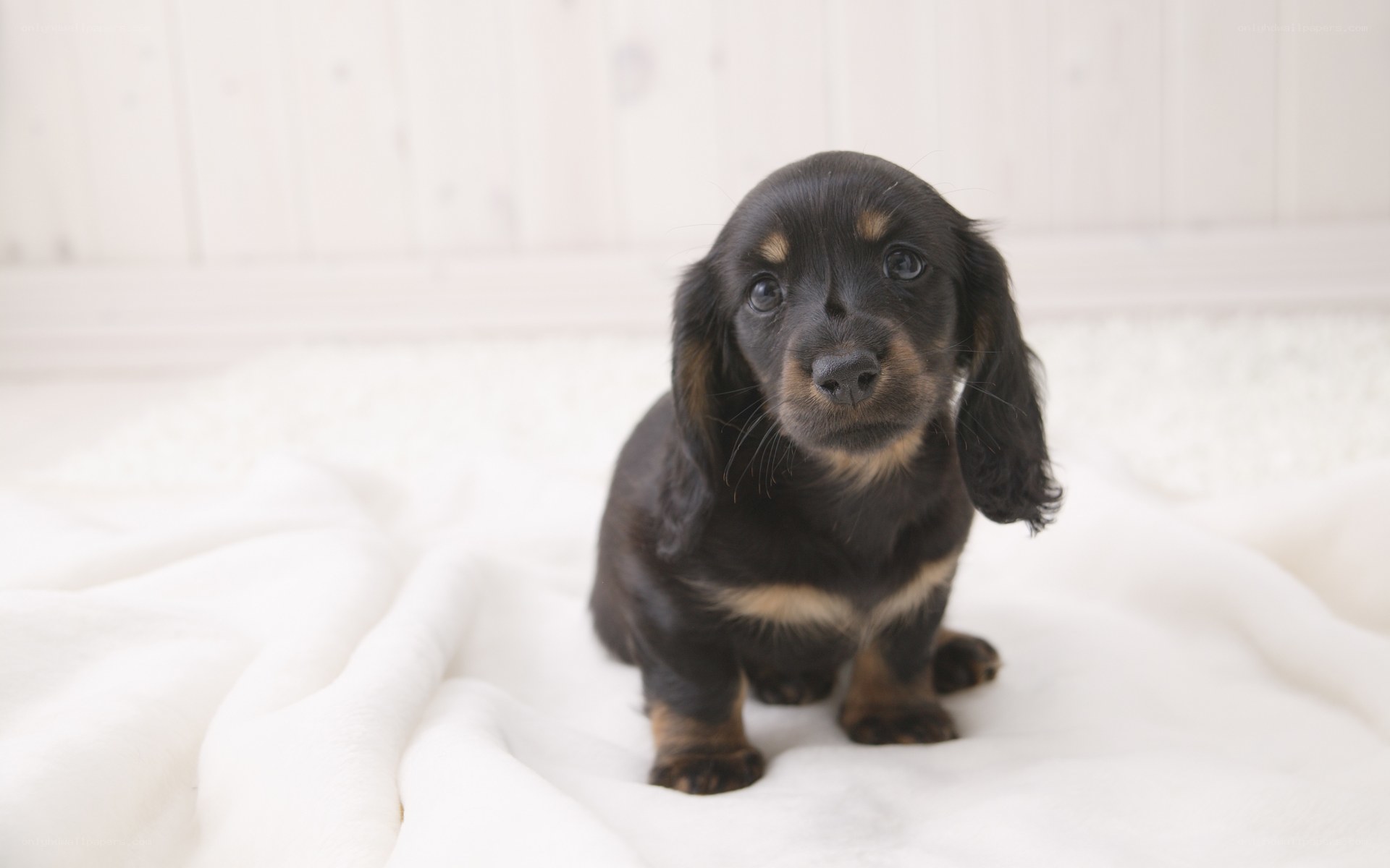 black dachshund puppy