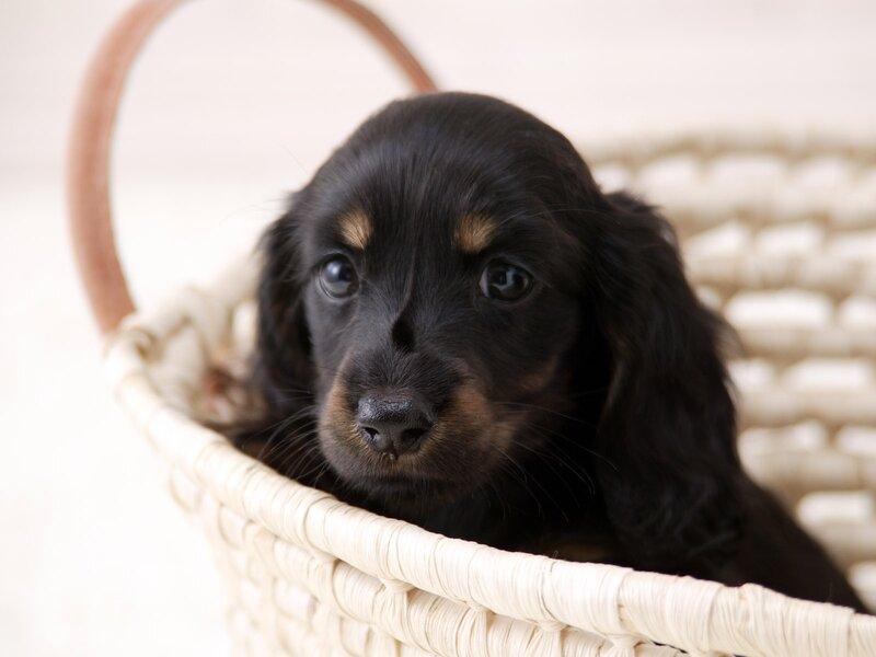 Black Dachshund Puppy — Calm, Photograph