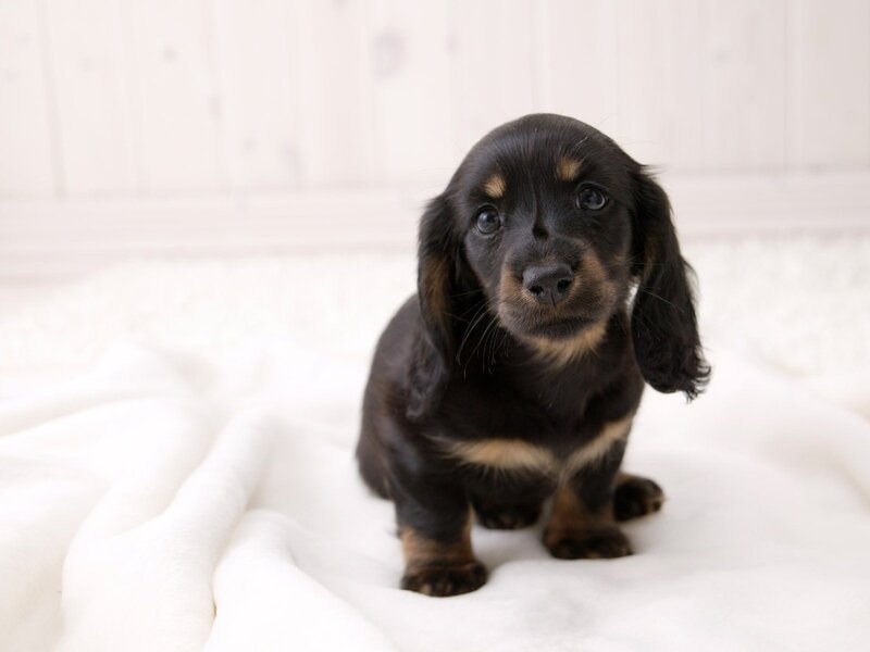 Black Dachshund Puppy — Calm