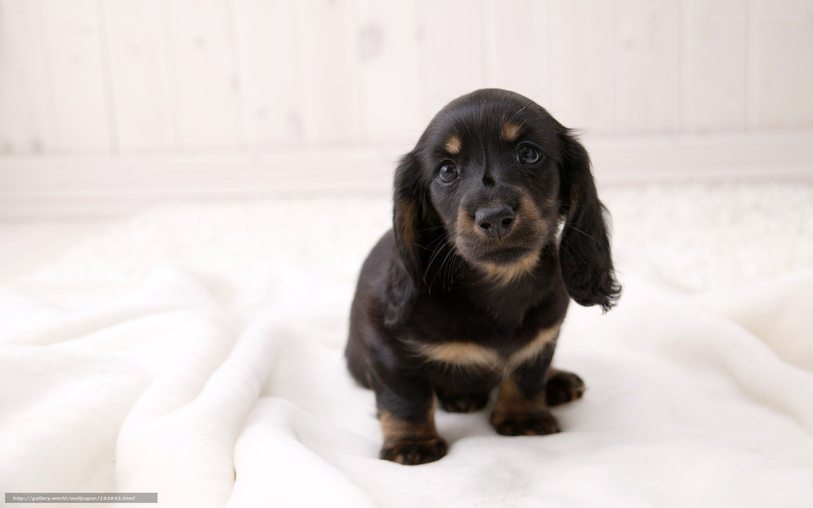 black dachshund puppy