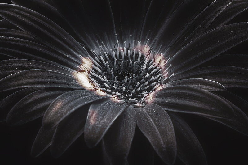 Black Daisy Flower