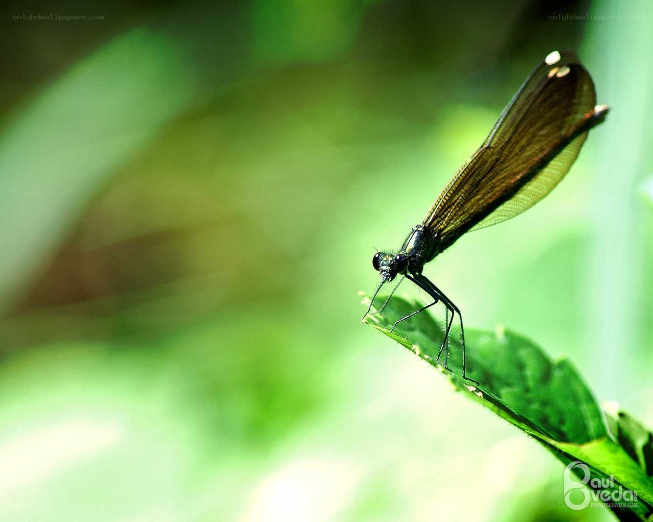 Black damselfly on a leaf
